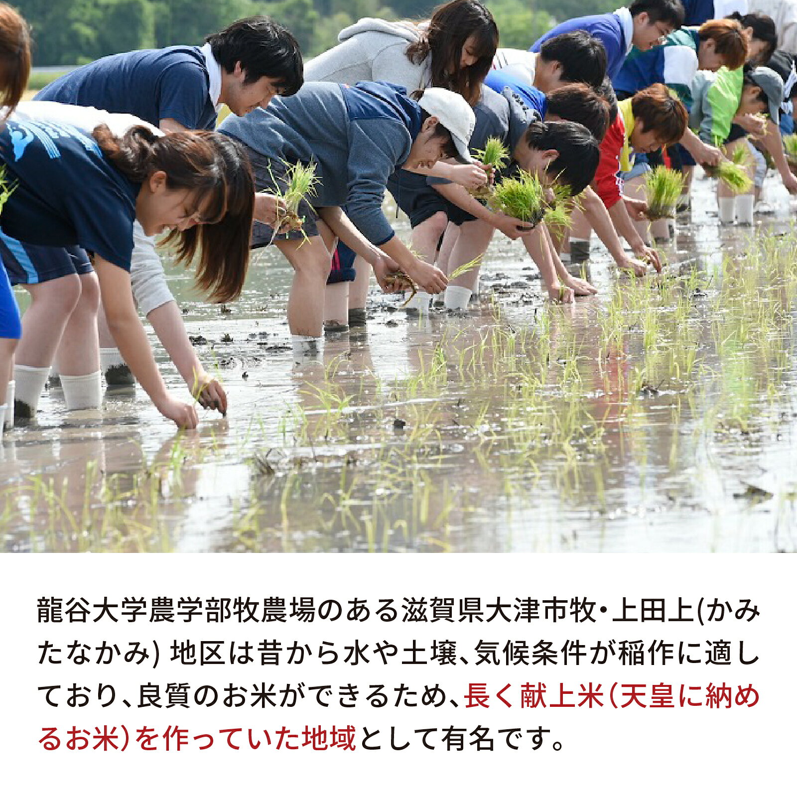 龍谷大学農学部の龍谷米2合（精米 真空パック）6個がギフトボックスに入ったセットです。　【ふるさと納税】龍谷米 味くらべセット [CM006] / お米 精米 食べ比べ てんたかく 恋の予感 にこまる 2合