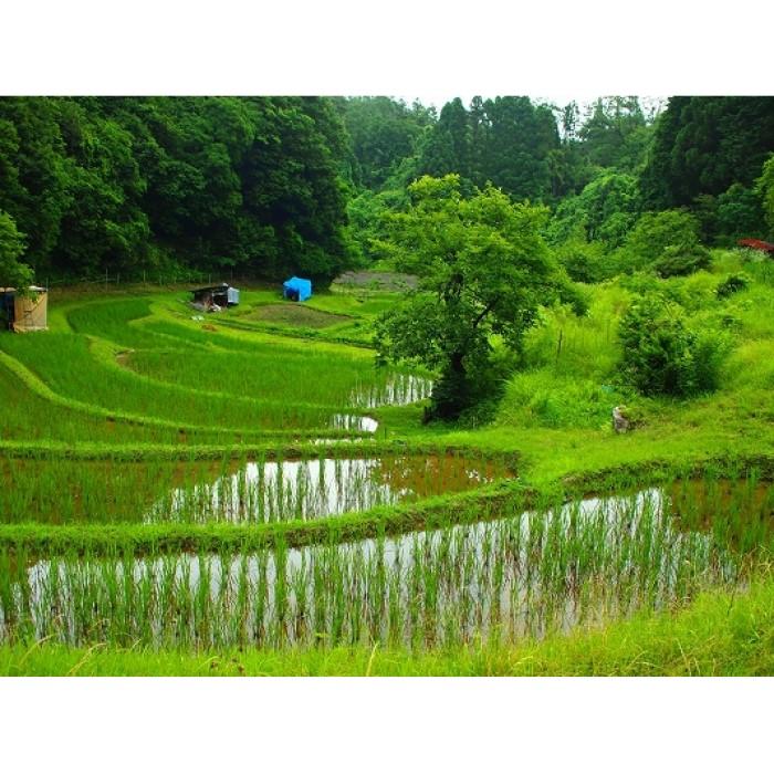 【ふるさと納税】黒もち米（玄米）さよむらさき　230g×6袋 | 滋賀県 滋賀 大津市 楽天ふるさと 納税 支援品 返礼品 お取り寄せグルメ お取り寄せ 取り寄せ グルメ お米 おこめ 米 こめ コメ 玄米 げんまい 美味しい もち米 もちごめ