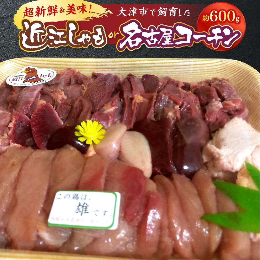 【ふるさと納税】超新鮮＆美味！大津市で飼育した近江しゃもor