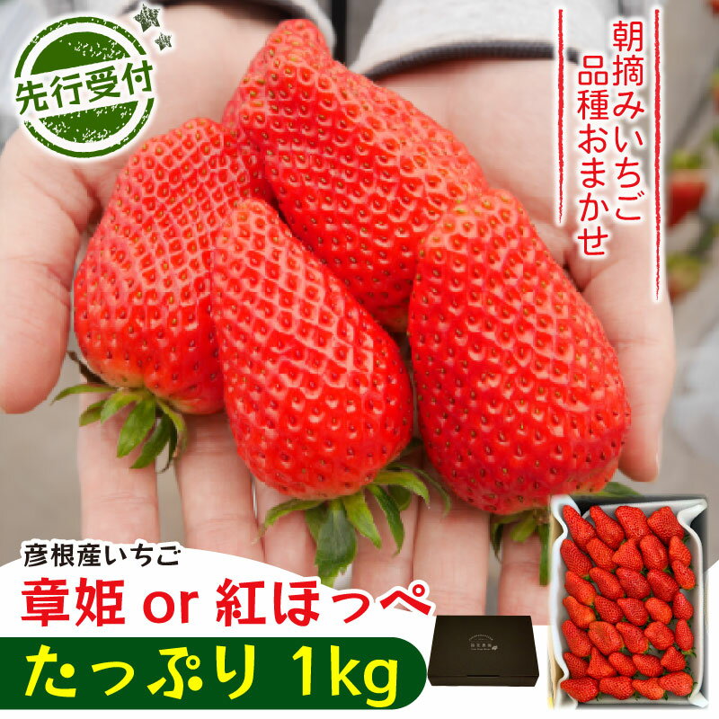 [先行予約][2026年1月上旬発送]いちご 章姫 or 紅ほっぺ たっぷり 1kg 品種 おまかせ あきひめ べにほっぺ 苺 家庭用 イチゴ 果物 くだもの フルーツ 食品 ストロベリー ジャム スムージー 期間限定 福花農園 彦根 滋賀