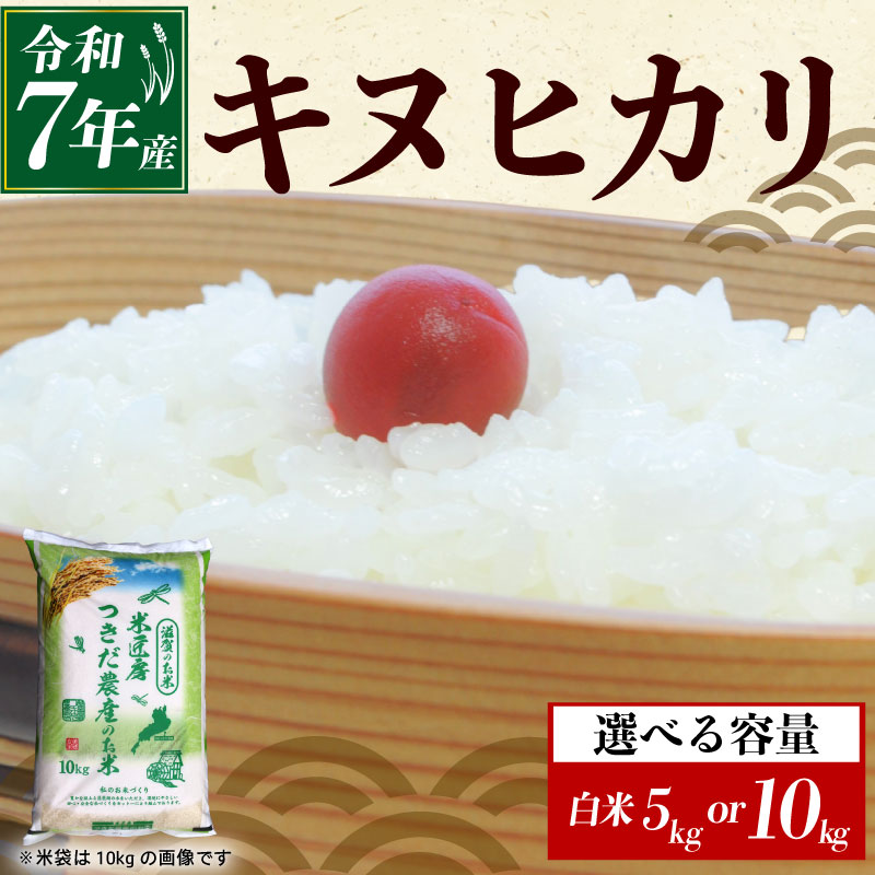 【ふるさと納税】 令和7年産 キヌヒカリ 白米 選べる 容量 5kg×1袋 10kg×1袋 米 コメ お米 新米 5キロ 10キロ 米5kg 米10kg ご飯 ごはん きぬひかり おにぎり お弁当 5kg 10kg 5 10 滋賀 彦根