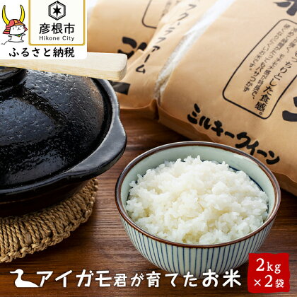 【令和5年産】有機JAS認証「アイガモ君が育てたお米」ミルキークイーン　2kg×2 | 精米 白米 新米 こだわり 近江米 送料無料 ブランド米