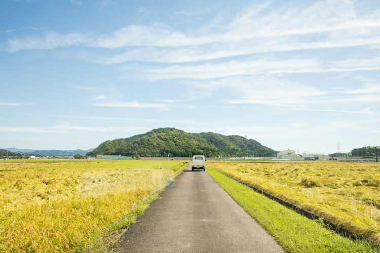 【ふるさと納税】【定期便】【新米：令和5年産】滋賀県　長浜市　食べやすさ抜群！　自然栽培　ミルキークイーン　2kg玄米×6回※2023年10月上旬より順次発送予定