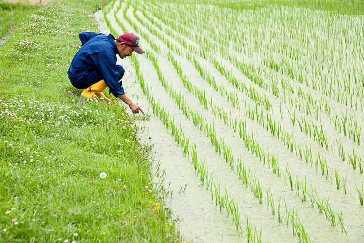 【ふるさと納税】【定期便】【新米：令和5年産】滋賀県　長浜市　お米が甘い！　特別栽培　ミルキークイーン　2kg玄米×6回※2023年10月上旬頃より順次発送予定