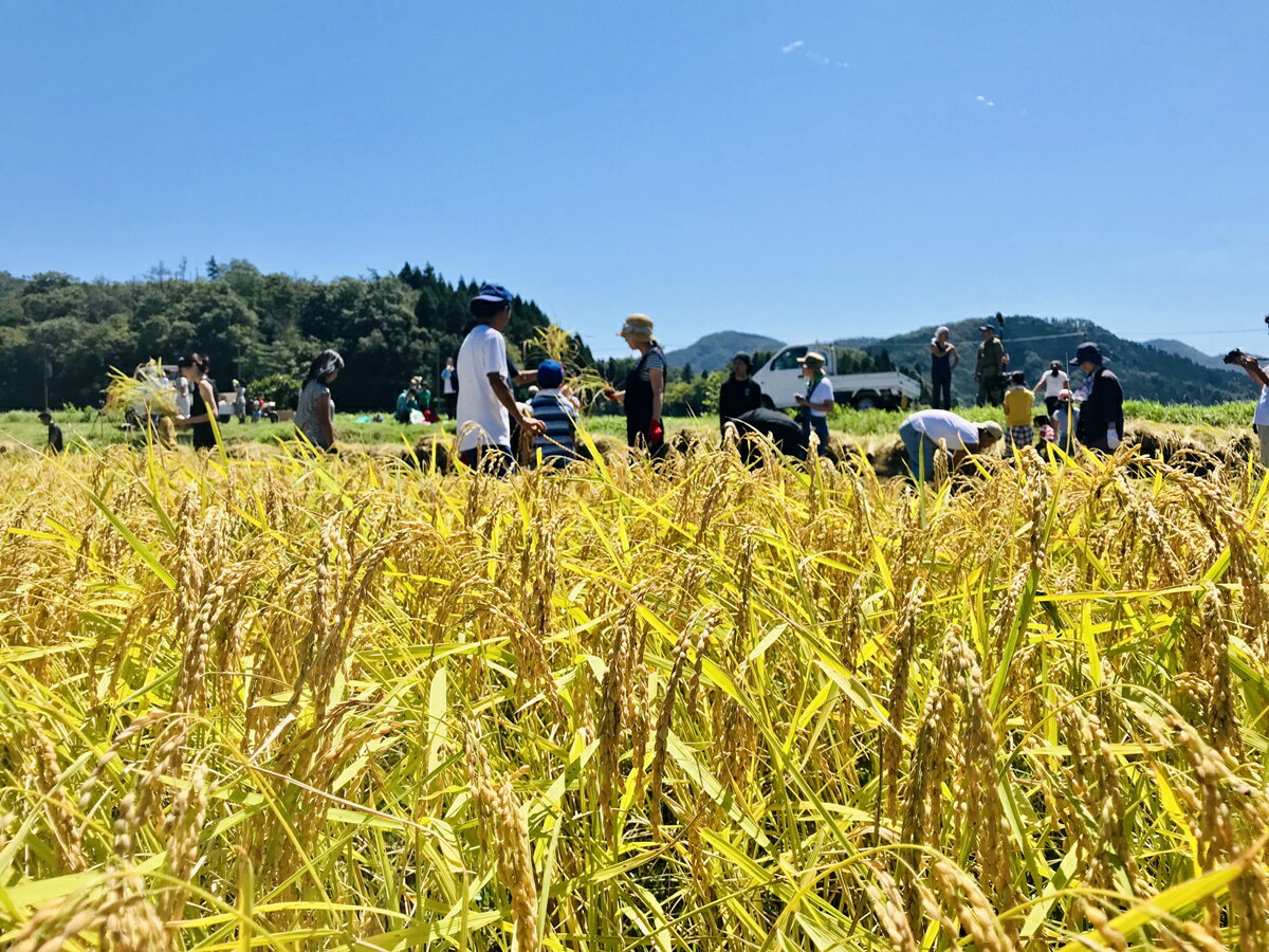 【ふるさと納税】【定期便】令和5年産 滋賀県西...の紹介画像3