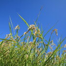 滋賀県産低農薬有機肥料栽培コシヒカリ玄米5kg