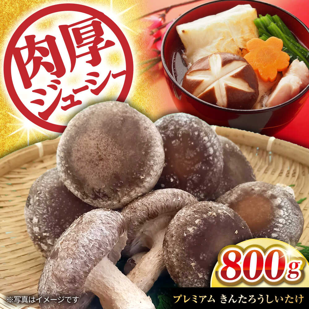 【ふるさと納税】プレミアムきんたろうしいたけ 滋賀県長浜市/合同会社 TUNAGU [AQBD001] しいたけ シイタケ 椎茸 国産 肉厚 ※着日指定送不可