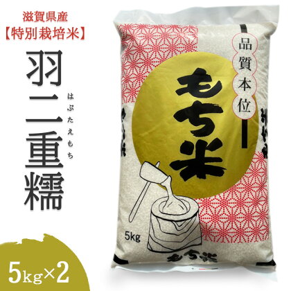 滋賀県産【特別栽培米】羽二重糯（はぶたえもち）5kg×2※着日指定不可