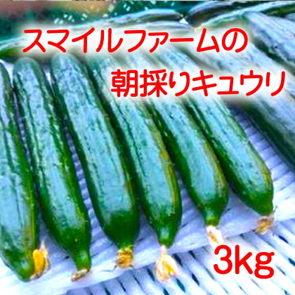 朝採りきゆうり3kg