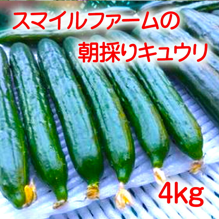 29位! 口コミ数「0件」評価「0」朝採りきゆうり4kg