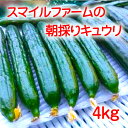 商品詳細 名称 朝採りきゆうり4kg 容量 朝採りきゆうり4kg きゆうり本数約34本（秀品：長さ20cm~25cm） (箱の大きさ：31×22×14cm） 消費期限 謝礼品到着後、お早めにお召し上がり下さい。 配送方法 冷蔵 詳細 野菜の美味しさに大きく影響する要素は、鮮度です。スマイルファ−ムでは常に朝採りにこだわりを持ち、毎朝収穫したみずみずしいきゆうりを提供致します。 野菜の生産において、"土"と"肥料"と"水"にこだわりをもちました。土づくりにおいては、トラクターによる複数回耕起の徹底、肥料としては、原則として化成肥料は使用せず、有機肥料(牛糞、米糠等)主体の生育体系の実施、水は、ミネラルの豊富な自然水を100%使用しております。 ご注意事項 ※農産物（生鮮食品）の場合につきましては、天候の影響で収穫量・収穫時期が遅れた場合、発送が遅れる場合があります。 ※お届け先が長期不在にならないかあらかじめご確認のうえご注文ください。 1.当市謝礼品の発送期日は、あくまで一定の目安であり、確約するものではありません。年末年始を含む11月〜2月中にお申込みの場合の繁忙期対応、天候、災害、交通事情、発送手続き、事務手続き、在庫調整、一時的な品切れの他、諸事情により、1ヶ月以上の配送遅延や配送不能が発生する場合がございます。予めご了承の上、あしからずご容赦ください。 2.謝礼品受取後、すぐに謝礼品の状態を確認し、不良の場合は下記コールセンターまでご連絡ください。なお、感謝を表する謝礼品につき、冷蔵については出荷日より3日以上、冷凍については出荷日より7日以上、経過してからの対応はできませんので予めご了承ください。 謝礼品発送事業者 スマイルファーム 連絡先 【謝礼品の内容のご質問、発送について】 スマイルファーム　TEL　090-4287-3481 【謝礼品以外のふるさと納税に関することについて】 ふるさと納税コールセンター 0570-03-4129 【ふるさと納税】【送料無料】【お買い物マラソン】【楽天スーパーセール】【スーパーSALE】【ポイント消化】