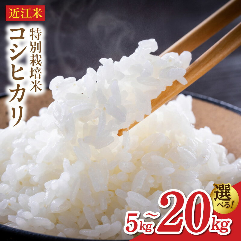 令和8年 先行予約近江米 コシヒカリ 選べる 容量 5キロ 〜 20キロ 特別栽培米 鮮度保持袋 ブレスパック 新米 こだわり ミネラル 地下水 育てた おいしい 香り ツヤツヤ ふっくら おにぎり 炊き込みご飯 米 お米 お取り寄せ 滋賀県 守山市 送料無料