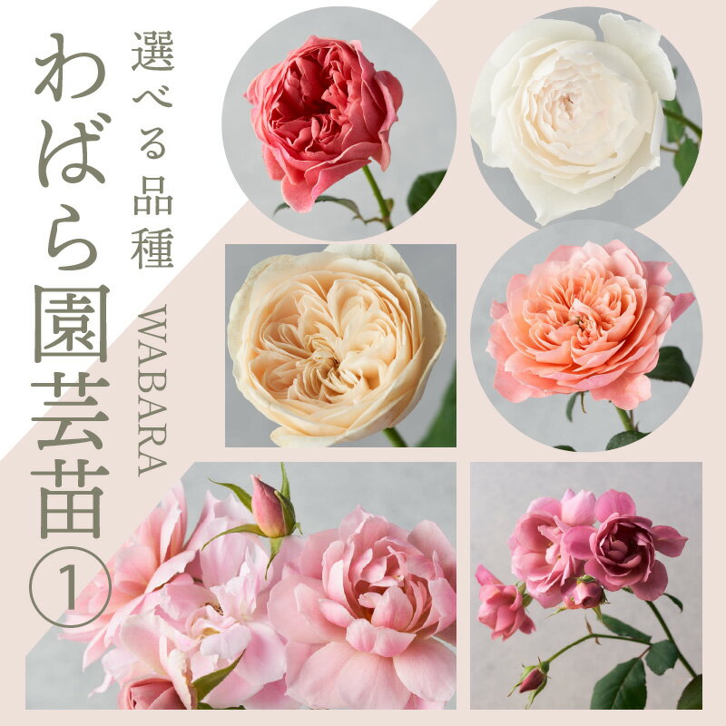 【ふるさと納税】鮮やかなバラが庭を彩る バラ 苗 選べる 品種 園芸 ポット 園芸苗 6号鉢 ガーデニング 庭 花 美咲 ひより しずく しらべ 友禅 旋律 環 美空 風月 しらたま かおりかざり りくほたる つきとはな 雅 みこと 一生 風雅 葵 七 お取り寄せ 送料無料のサムネイル