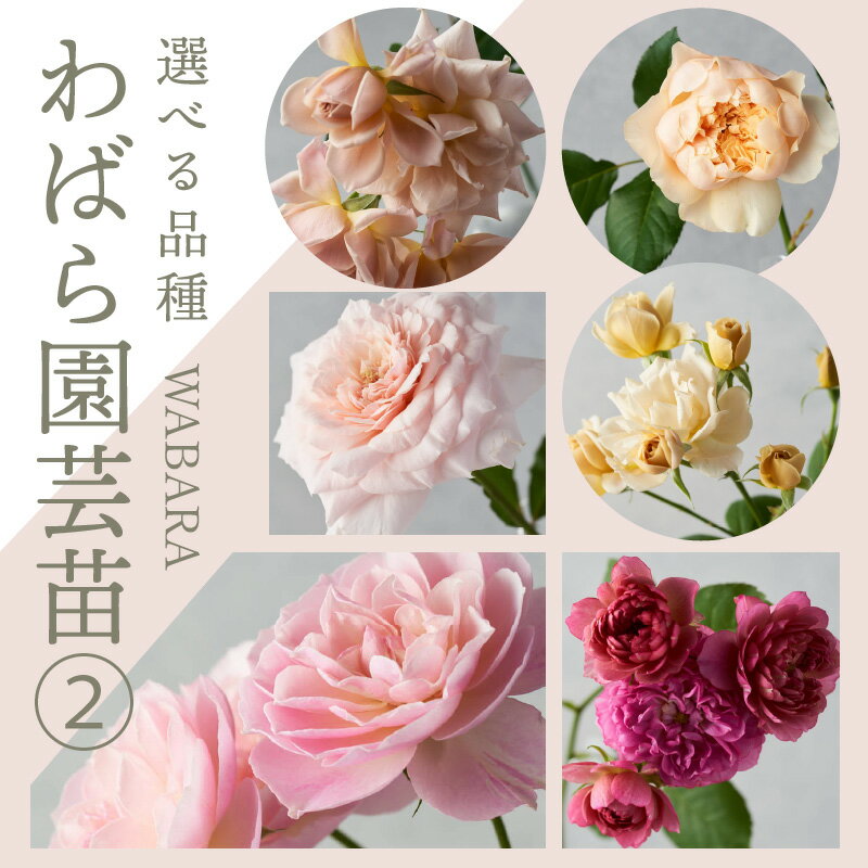 【ふるさと納税】鮮やかなバラが庭を彩る バラ 苗 選べる 品種 園芸 ポット 園芸苗 6号鉢 ガーデニング 庭 花 いおり 暦 凪 かしこ ひな 結 てまり 花見小路 文 あかり つむぎ ひらり ゆらり うらら 京 紫水 凛 かりん お取り寄せ 送料無料のサムネイル