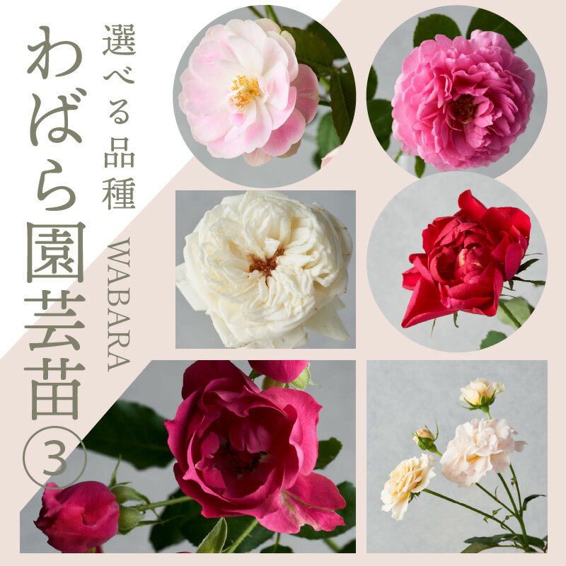 【ふるさと納税】鮮やかなバラが庭を彩る バラ 苗 選べる 品種 園芸 ポット 園芸苗 6号鉢 ガーデニング 庭 花 和花 渚 奏 茜 杏 鈴 旬 わたぼうし ひらく 園 はるか 千 つきよみ たより あいのうた お取り寄せ 送料無料のサムネイル