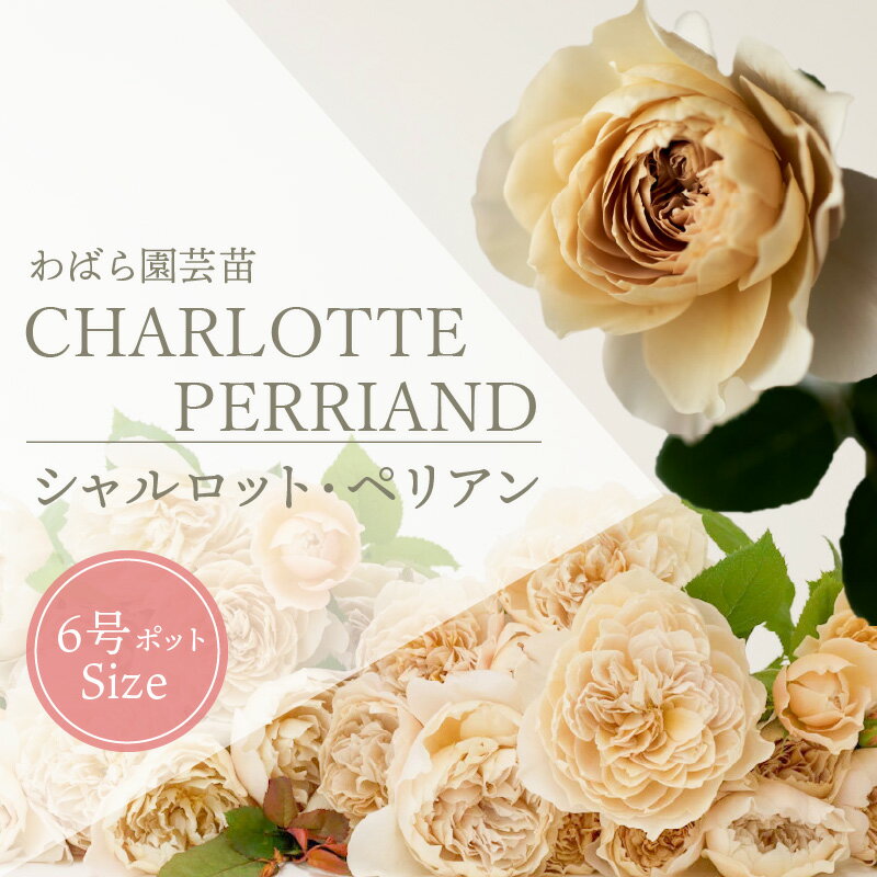【ふるさと納税】鮮やかなバラが庭を彩る 薔薇 苗 シャルロット・ペリアン 一輪咲き 園芸 ポット 6号鉢 ガーデニング WABARA 花のある生活 花 株式会社Rose Universe 滋賀県 守山市 お取り寄せ 送料無料のサムネイル