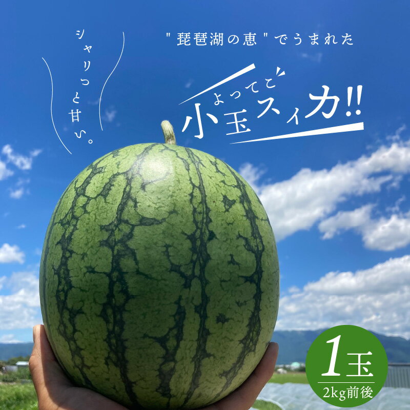 【ふるさと納税】すいか 小玉 1箱 1玉 2kg 前後 ピノガール 6月下旬から8月下旬まで順次発送 糖度が高...