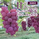【ふるさと納税】【数量限定】 7月末から8月お届け ぶどう竜宝 2房 1.1kg 旬のブドウ 産直 フルーツ 果物 大きい房 竜宝 ジューシー 高糖度 甘い 柔らかい みずみずしい 冷蔵発送 お取り寄せ お取り寄せフルーツ 贈り物 ギフト 送料無料