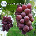 【ふるさと納税】もりやまこばまぶどう【滋賀県守山市】