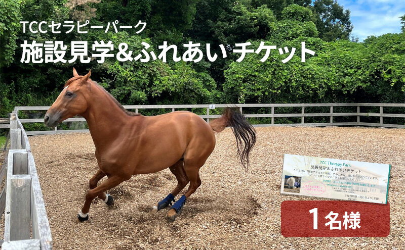 【ふるさと納税】TCCセラピーパーク施設見学＆ ふれあい チケット (1名様分) 馬 ホース ウマ 体験 セラピー　【 体験チケット 体験型 動物 ホースシェルター ふれあい体験 おでかけ 】