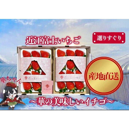 『近江富士いちご』選りすぐり！華の美味しいイチゴ【9~15粒2トレイ】 | フルーツ くだもの 果物 三上山 鮮度 甘さ 苺 8粒以上 2トレイ 人気 おすすめ 送料無料