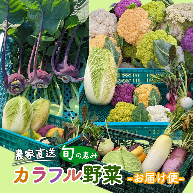 【ふるさと納税】農家直送 旬の恵み カラフル野菜 お届け便 野菜 詰め合わせ 野菜セット カリフラワー コールラビ かぶ ブロッコリー 旬 セット おまかせ　【 湖南市 】　お届け：2023年11月15日より順次発送のサムネイル
