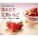 【ふるさと納税】【贈答用】滋賀県湖南市産　摘みたて完熟いちご　果物 苺 イチゴ 完熟いちご 贈答用 フルーツ　【 スイーツ デザート 人気 甘味 酸味 風味 美味しい バランス 美しい 紅色 甘酸っぱさ 甘い 高糖度 新鮮 】　お届け：2024年1月上旬～4月上旬