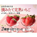 【ふるさと納税】【贈答用】滋賀県湖南市産　摘みたて完熟いちご2種食べ比べ　果物 苺 イチゴ 完熟いちご 贈答用 フルーツ　【 スイーツ デザート 人気 甘味 酸味 風味 美味しい バランス 美しい 紅色 甘酸っぱさ 甘い 高糖度 新鮮 】　お届け：2024年1月上旬～4月上旬