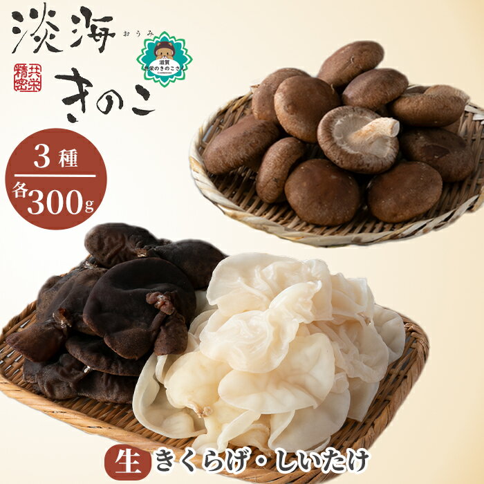 共栄精密 淡海きのこ 生きのこセット 生きくらげ・生しいたけ(よかもんパッケージ入り)[高島屋選定品]