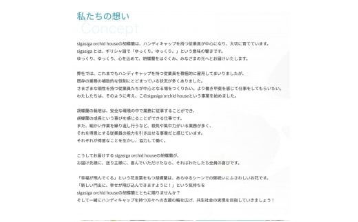 【ふるさと納税】 大輪胡蝶蘭 白 3本立ち ハイグレードタイプ 胡蝶蘭 花 楽天 寄付 返礼品 お歳暮 ギフト プレゼント お祝い 贈り物 ふるさと納税 滋賀県 近江 東近江 AO11 綾羽株式会社