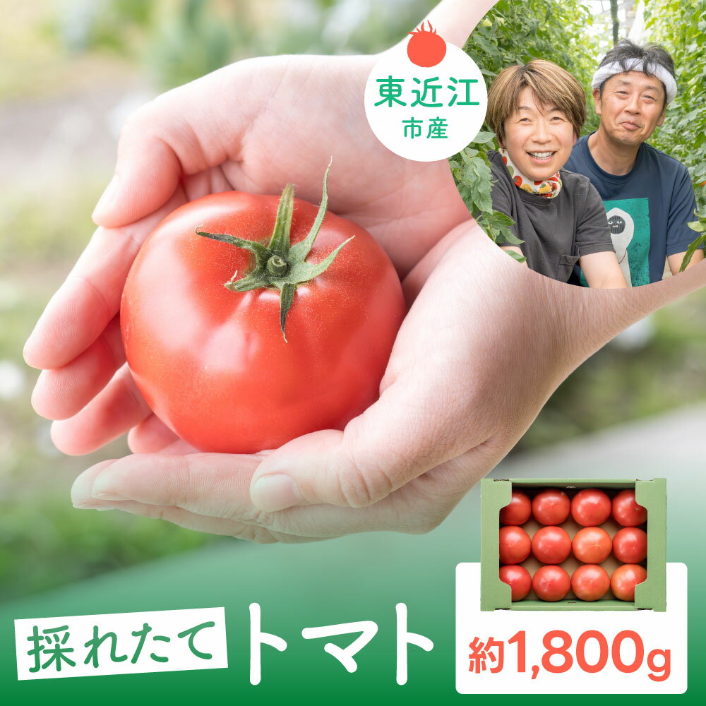 野菜・きのこ(トマト)人気ランク27位　口コミ数「0件」評価「0」「【ふるさと納税】トマト 東近江市直送 1.8kg トマト 特選 野菜 人気トマト 定番 甘い ジューシー トマト とまと トマト 新鮮野菜 トマト 美味しい 野菜 厳選 新鮮 甘い フルーツトマト トマト とまと 野菜 夏野菜 サラダ ギフト 贈答用 贈り物 有元 勝 O-E09」