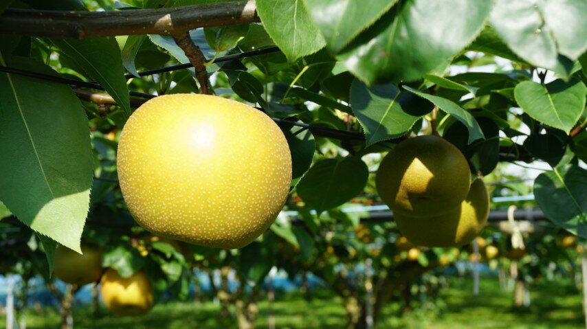 【ふるさと納税】あいとう梨 （豊水） 果物 梨 ナシ なし 和梨 スイーツ フルーツ デザート スムージー 楽天 返礼品 寄付 お歳暮 お祝い 贈り物 故郷納税 滋賀県 東近江 近江 A-E37 あいとうマーガレットステーションのサムネイル