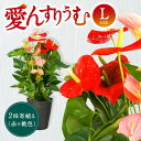  愛んすりうむ（アンスリウム）L（2株寄植え／大） 花 きれい お中元 自宅用 家庭用 国産 冷蔵 楽天 返礼品 寄付 お歳暮 お祝い 贈り物 故郷納税 滋賀県 東近江 近江 C17 湖東フラワー