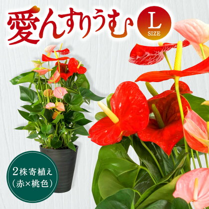 愛んすりうむ（アンスリウム）L（2株寄植え／大） 花 きれい お中元 自宅用 家庭用 国産 冷蔵 楽天 返礼品 寄付 お歳暮 お祝い 贈り物 故郷納税 滋賀県 東近江 近江 C17 湖東フラワー