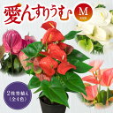 【ふるさと納税】 愛んすりうむ（アンスリウム）M（2株寄植え） 花 きれい お中元 自宅用 家庭用 国産 冷蔵 楽天 返礼品 寄付 お歳暮 お祝い 贈り物 故郷納税 滋賀県 東近江 近江 B-B05 湖東フラワー