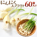 【ふるさと納税】 にんにくスプラウト 60個人り にんにく ニンニク スプラウト すぷらうと 天麩羅 てんぷら 楽天 寄付 返礼品 お歳暮 ギフト プレゼント お祝い 贈り物 ふるさと納税 滋賀県 東…