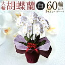 【ふるさと納税】 大輪胡蝶蘭 白 5本立ち ハイグレードタイプ 胡蝶蘭 花 楽天 寄付 返礼品 お歳暮 ギフト プレゼント お祝い 贈り物 ふるさと納税 滋賀県...