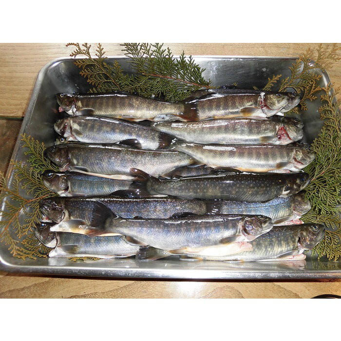 【ふるさと納税】 イワナ生き活〆(15〜20尾入) イワナ 魚 冷蔵 料理 楽天 返礼品 寄付 お歳暮 お祝い 贈り物 故郷納税 滋賀県 東近江 近江 B-D10 有限会社池田養魚場