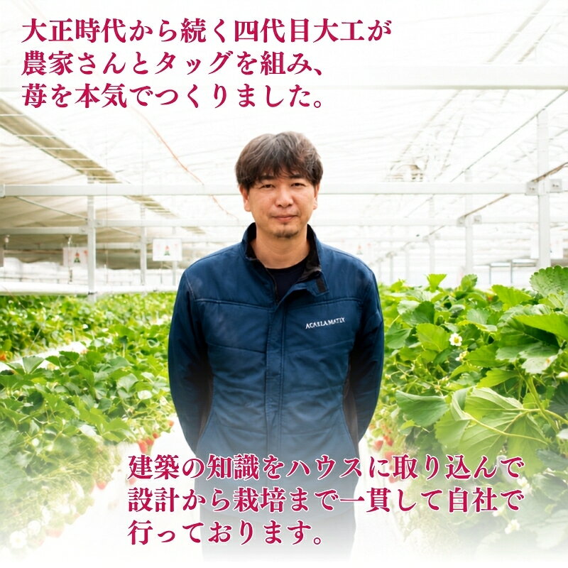【ふるさと納税】希少品種黒色いちご「真紅の美鈴（しんくのみすず）」1箱　※1月中旬より順次配送　いちご イチゴ 苺 果物 フルーツ 滋賀県 米原市　お届け：2027年1月中旬～4月末 f252140-maibara-10001006 滋賀県米原市 サンプル画像3