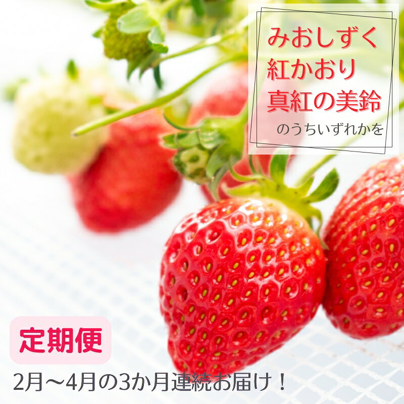 [定期便]希少品種いちご3種定期便 ※2月〜4月まで3か月連続お届け いちご イチゴ 苺 果物 フルーツ 滋賀県 米原市 お届け:2027年2月〜4月