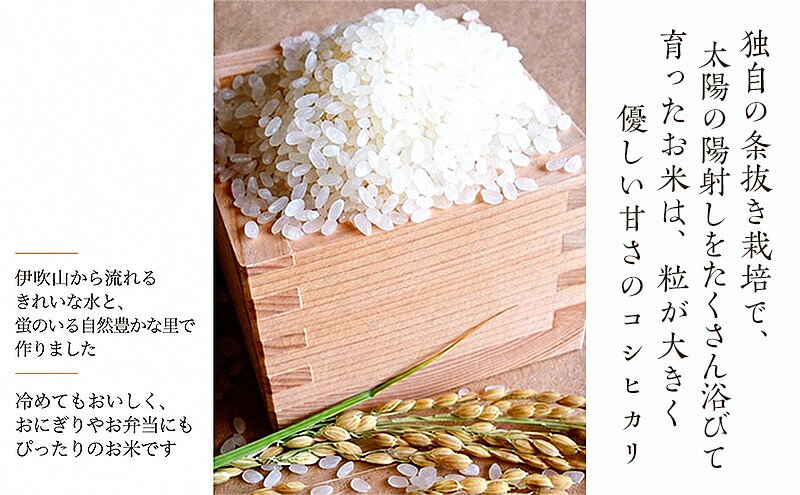 【ふるさと納税】【令和8年産新米】蛍の里のコシヒカリ　20kg　お届け：2026年10月以降順次発送 f252140-maibara-10001010 滋賀県米原市 サンプル画像3