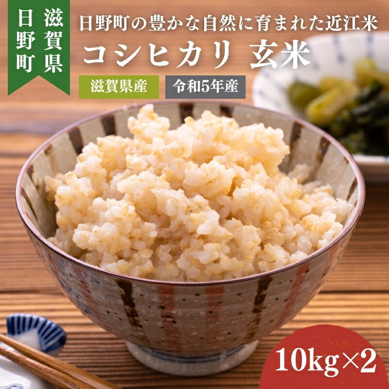 【ふるさと納税】【令和5年産】 コシヒカリ 玄米20kg　【玄米・お米・お米・コシヒカリ】　お届け：2024年7月末まで