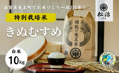 楽天ふるさと納税　【ふるさと納税】 きぬむすめ 白米 10kg 縁起の竜王米 特別栽培米 ( 令和5年産 ブランド米 白米 精米 おこめ ご飯 270年続く お米 農家 ライス 環境 こだわり米 農家直送 ギフト 国産 滋賀県 竜王町 ふるさと納税 )