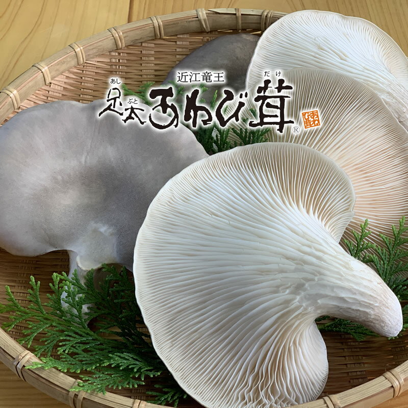 【ふるさと納税】 あわび茸 生 500g 希少 きのこ 足太 あわび 茸 キノコ あわびだけ あわびたけ 国産 食材 健康 滋賀県 竜王町 送料無料 贈り物 ギフト 産地直送