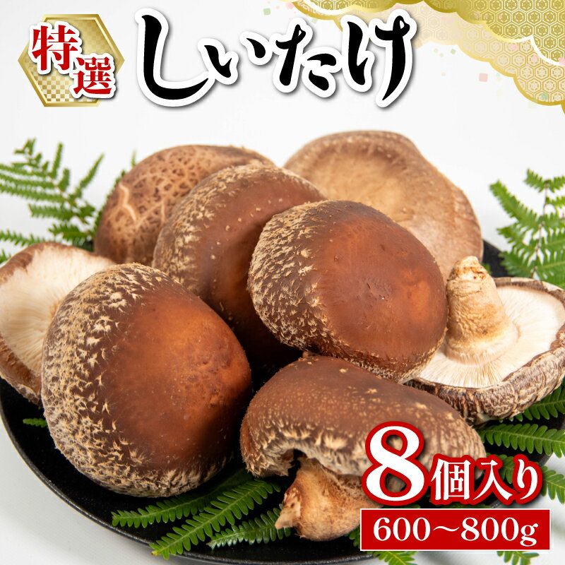 [ 先行予約 ]特選 しいたけ 国産 滋賀県 竜王町 送料無料