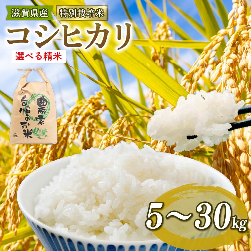 【ふるさと納税】 新米予約 特別栽培米 こしひかり 令和6年