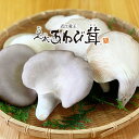 【ふるさと納税】 特選 あわび茸 生 500g 希少 きのこ 足太 あわび 茸 きのこ 国産 野菜 食材 健康 滋賀県 竜王町 送料無料 贈り物 ギフト 産地直...