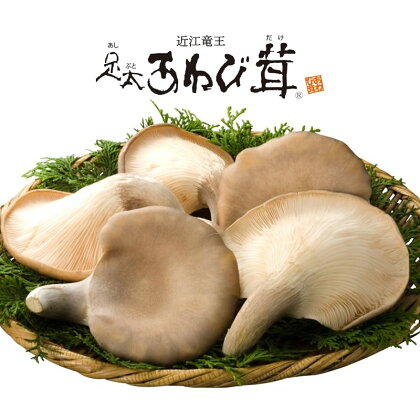 あわび茸 生 1kg 希少 きのこ 足太 あわび 茸 キノコ あわびだけ あわびたけ 野菜 国産 野菜 食材 健康 滋賀県 竜王町 送料無料 贈り物 ギフト 産地直送