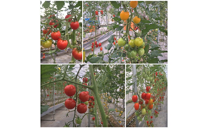 滋賀県甲良町の画像3