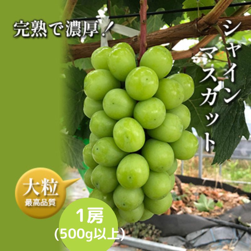 【ふるさと納税】【令和7年産予約】完熟シャインマスカット1房（500g以上） 果物 フルーツ デザート 食後 産地直送 樹上完熟 夏 旬 夏..